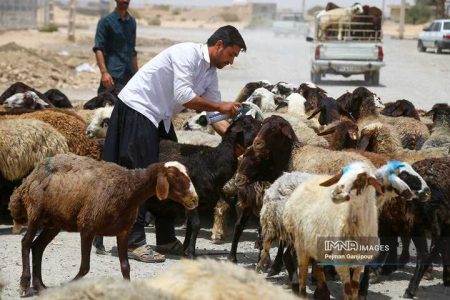 قیمت دام زنده امروز پنج‌شنبه ۲۹ تیر ۱۴۰۳ اعلام شد/ نرخ‌ها در این منطقه شکست + جدول