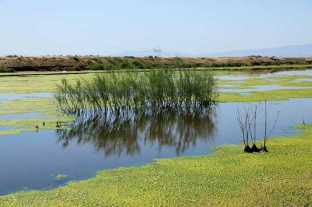 احیای «تالاب صالحیه» با ورود دستگاه قضائی سند مالکیت تالاب به نام اداره کل محیط زیست استان البرز صادر شد